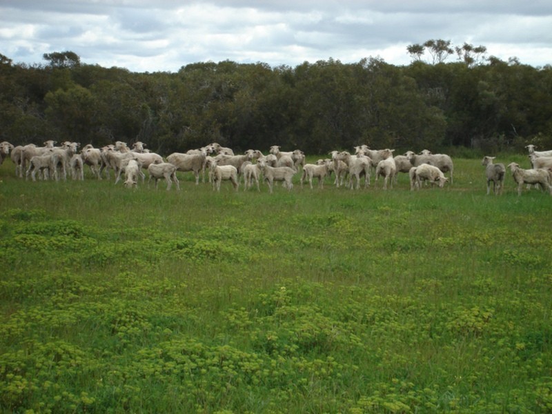 Section 131 Hd Coonarie, Warooka SA 5577