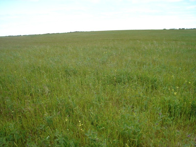 Section 131 Hd Coonarie, Warooka SA 5577