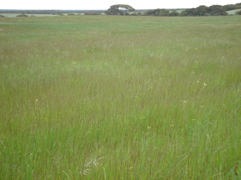 Section 131 Hd Coonarie, Warooka SA 5577