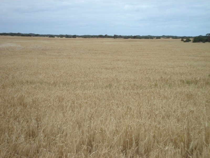 Lot 120 South Coast Road, Warooka SA 5577