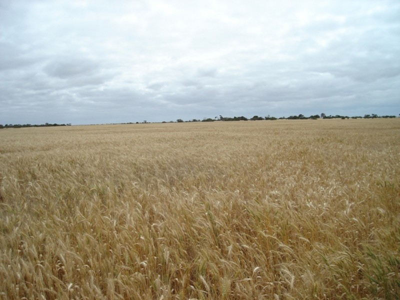 Lot 120 South Coast Road, Warooka SA 5577
