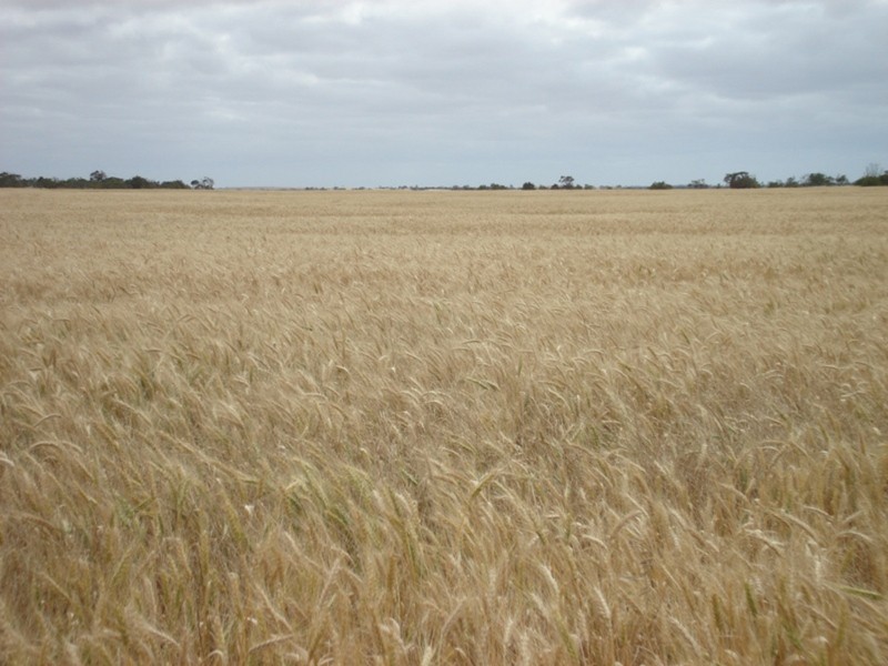 Lot 120 South Coast Road, Warooka SA 5577