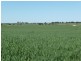 Lot 9 Harry Butler Road, Yorketown SA 5576