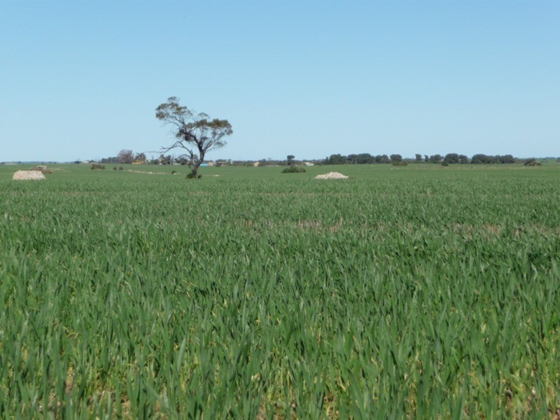 Lot 9 Harry Butler Road, Yorketown SA 5576