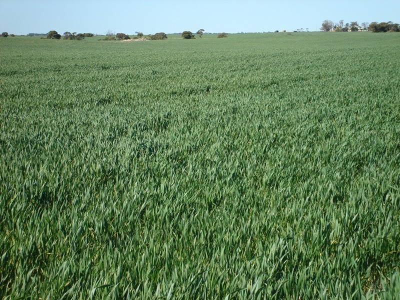 Lot 9 Harry Butler Road, Yorketown SA 5576