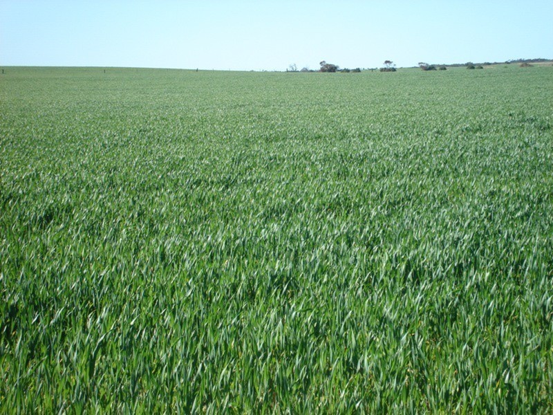 Lot 9 Harry Butler Road, Yorketown SA 5576