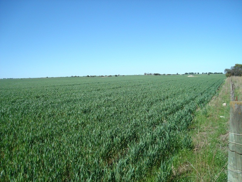 Lot 9 Harry Butler Road, Yorketown SA 5576