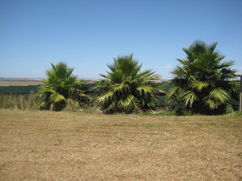 Lot 6 Penhale Street, Warooka SA 5577