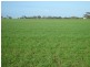 Lot’s 10,11, 12 & 13 School and Airport Road, Yorketown SA 5576