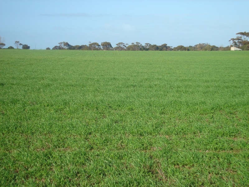 Lot’s 10,11, 12 & 13 School and Airport Road, Yorketown SA 5576