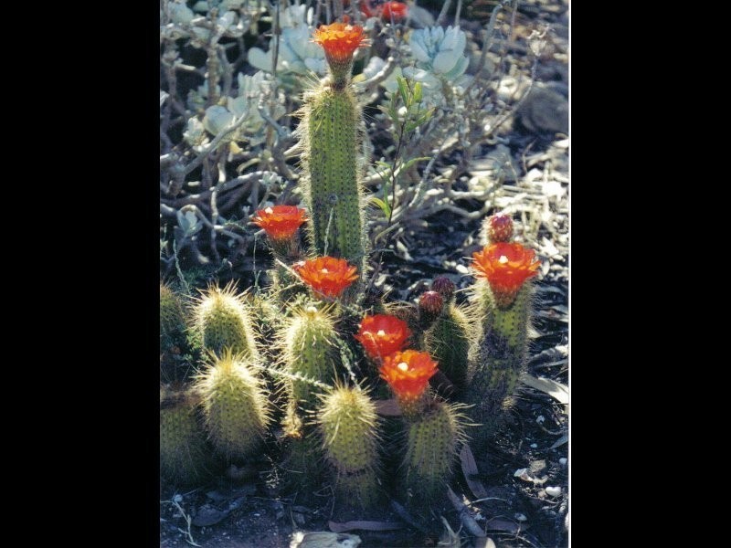 Lot 502 Settlers Lane, Tickera SA 5555