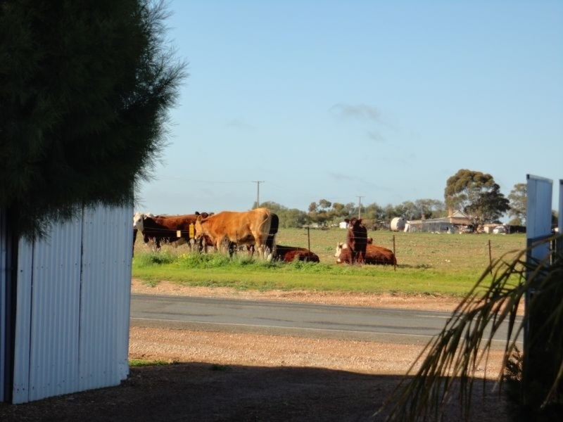 67 Moonta – Kadina Road, North Yelta SA 5558