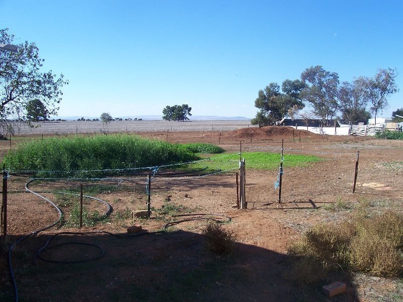 67 Railway Terrace, Paskeville SA 5552