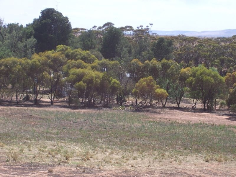 Sec 300 Mundoora Road, Bute SA 5560