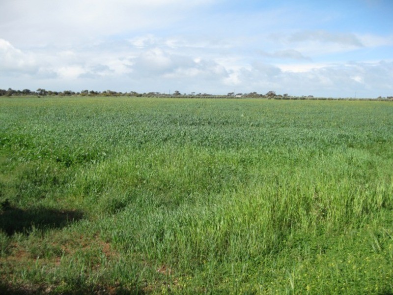 Sec 664 Martin Terrace, Kadina SA 5554