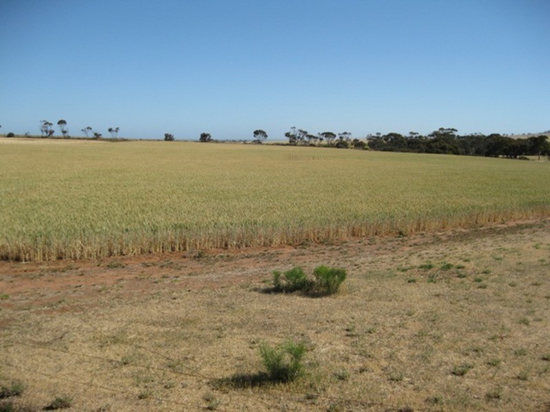 Lot/668 Nantawarra Road, South Hummocks SA 5550