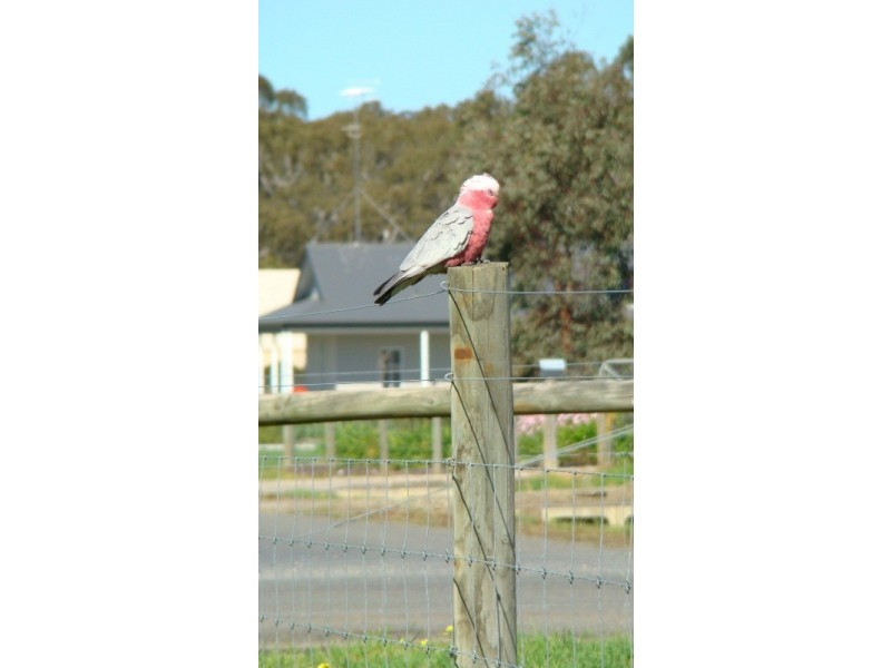 1 Arabian Court, Hindmarsh Valley SA 5211