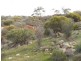 Sec 215 Cnr Sedan Road & Blanchetown Road, Sedan SA 5353