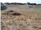 Lot 1 Warrigal Avenue, Murray Bridge SA 5253