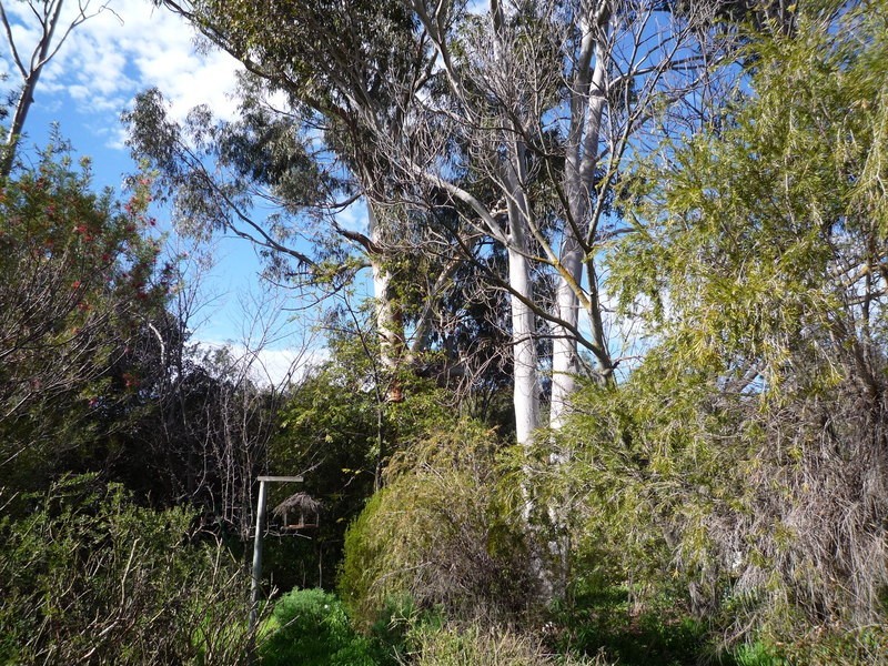 5 Elm Avenue, Murray Bridge SA 5253