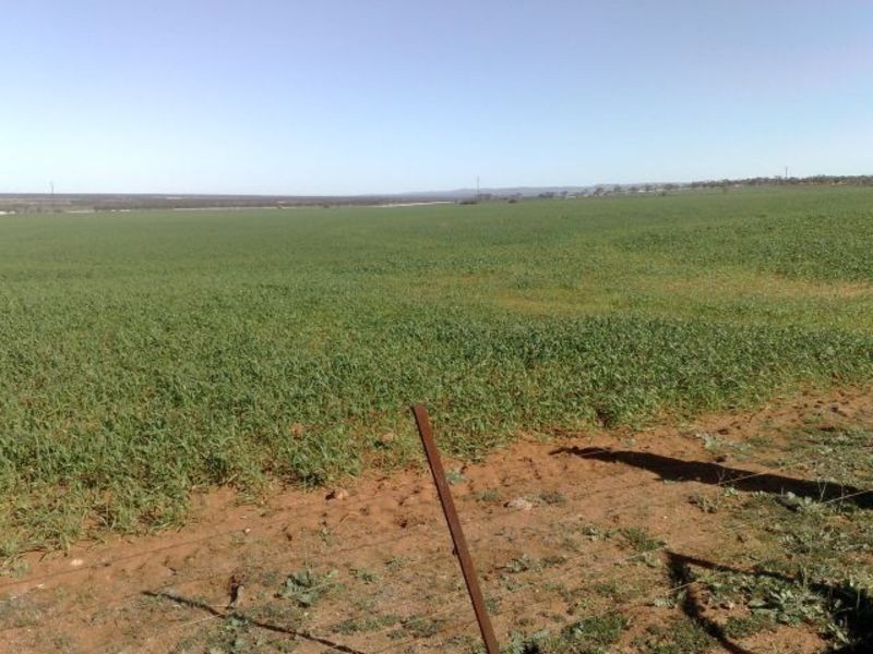 Sec 190 Cnr Sedan Road & Blanchetown Road, Sedan SA 5353