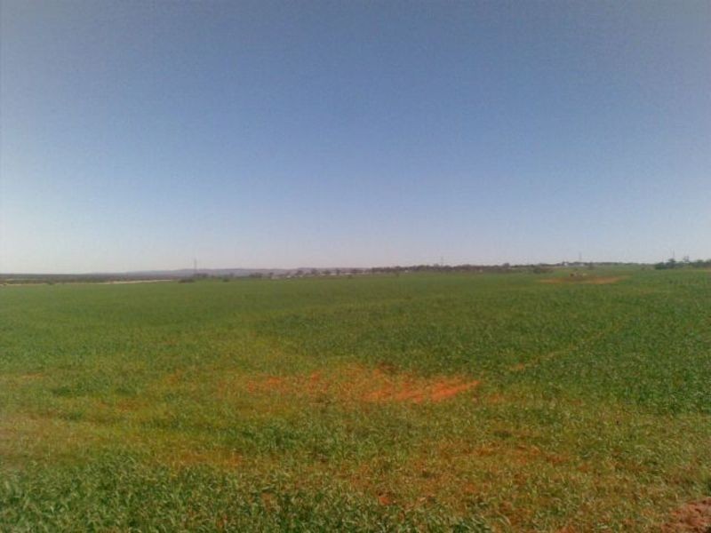 Sec 190 Cnr Sedan Road & Blanchetown Road, Sedan SA 5353