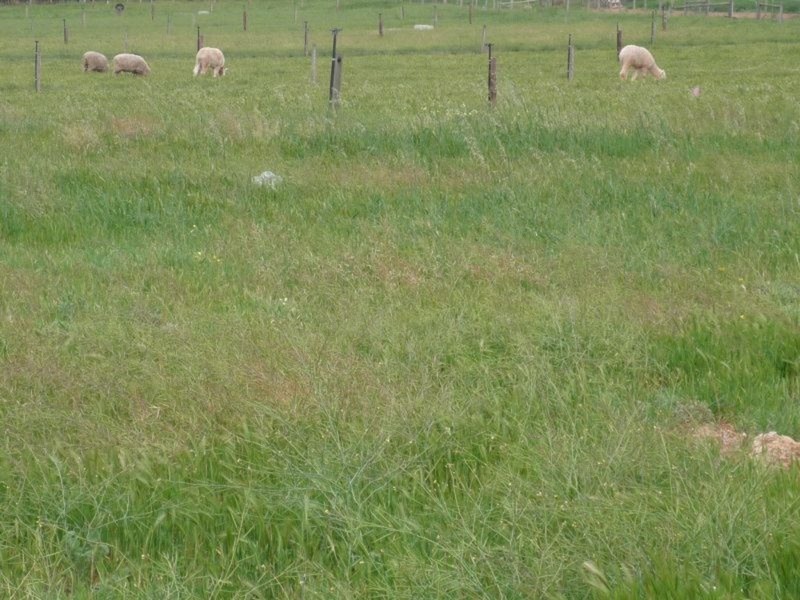 19 Sedge Court, Murray Bridge SA 5253