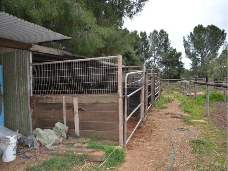 99 Prosperity Grove, Murray Bridge SA 5253