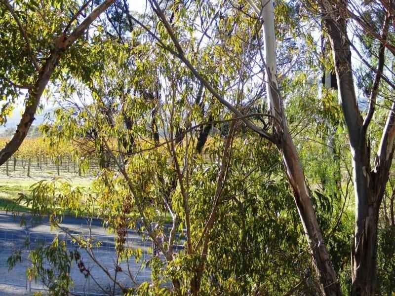 5 Altona Road, Lyndoch SA 5351
