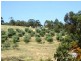 Lot 100 Light Pass Road, Tanunda SA 5352