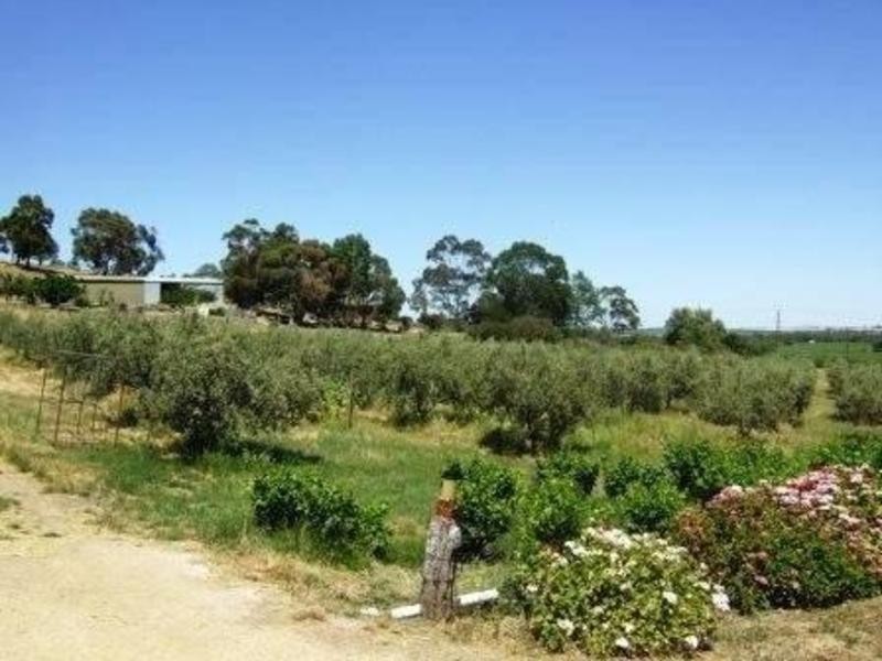 Lot 100 Light Pass Road, Tanunda SA 5352