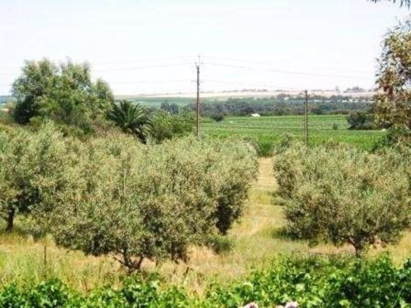 Lot 100 Light Pass Road, Tanunda SA 5352