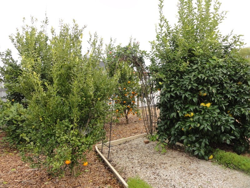 6 Cleland Court, Willaston SA 5118