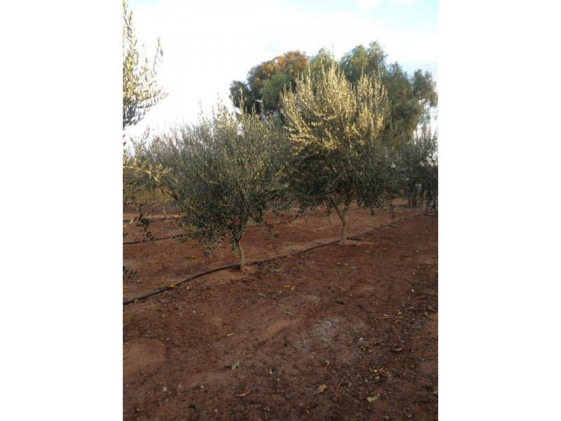 14 Higgins Road, Angle Vale SA 5117