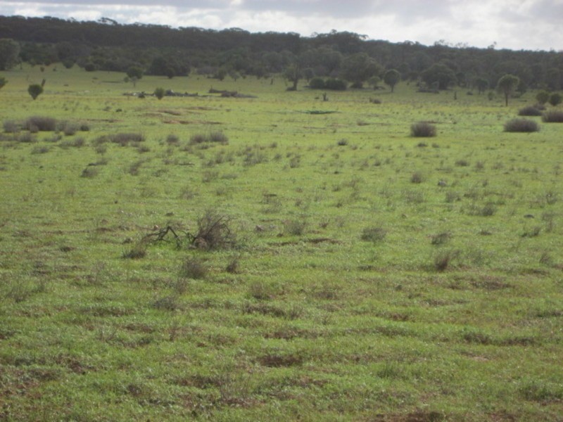 Sec 54 Old Punyelroo Road, Swan Reach SA 5354