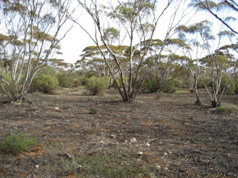 Sec 54 Old Punyelroo Road, Swan Reach SA 5354