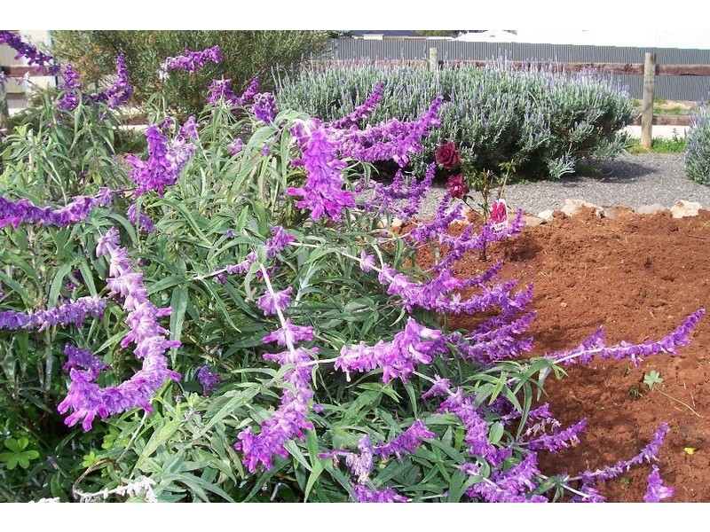 17 Old Adelaide Road, Kapunda SA 5373