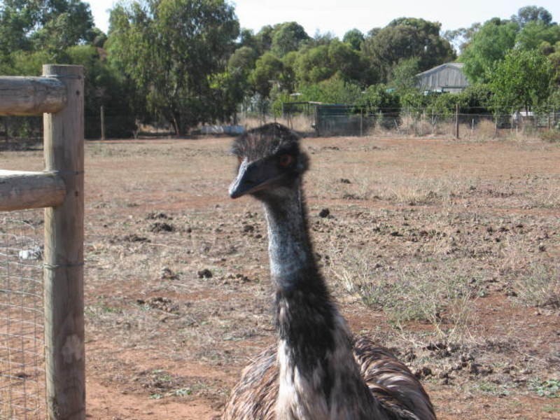 Lt 4 Cnr Of Nth Tce & Day Street, Kapunda SA 5373