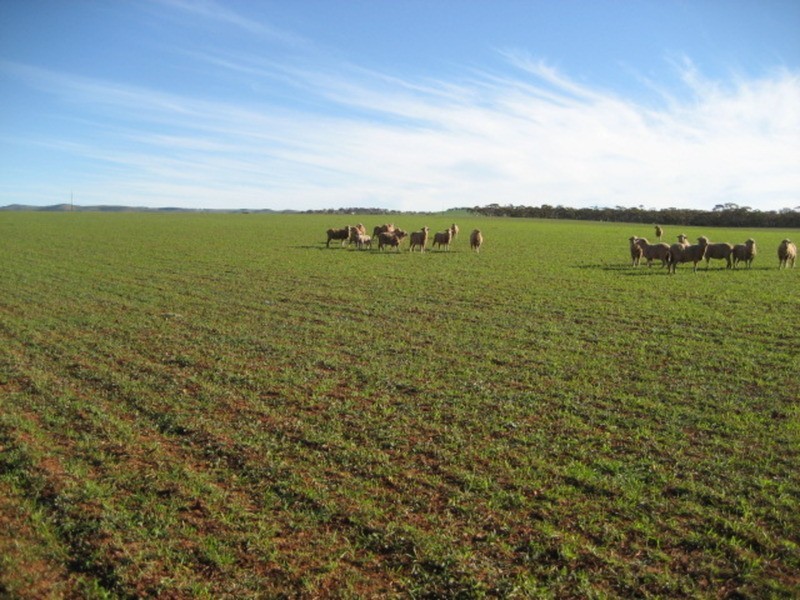 Lot 3 Plains Road, Eudunda SA 5374