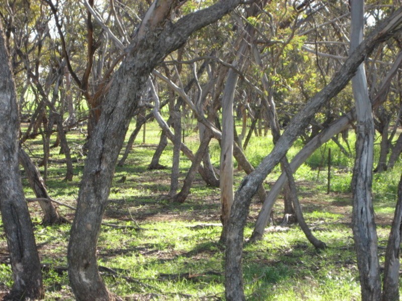 Lot 3 Plains Road, Eudunda SA 5374