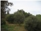 5 Amelia Street, Kapunda SA 5373