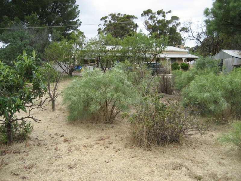 Lot 95 Rowett Street, Kapunda SA 5373