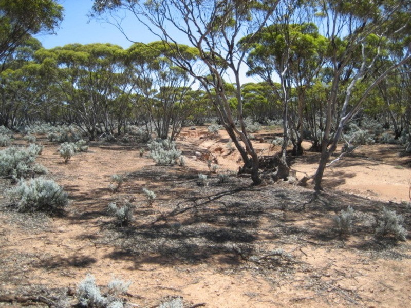 Section 225 Stockroute Road, Eudunda SA 5374