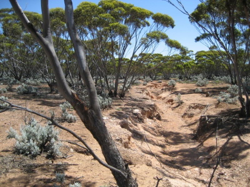 Section 225 Stockroute Road, Eudunda SA 5374