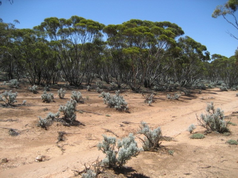 Section 225 Stockroute Road, Eudunda SA 5374
