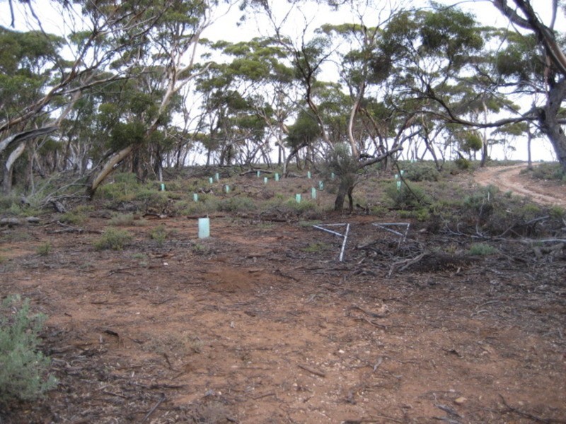 Lot 103 Geranium Plains Road, Robertstown SA 5381