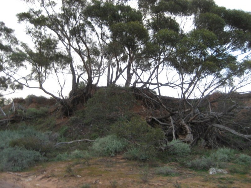 Lot 103 Geranium Plains Road, Robertstown SA 5381