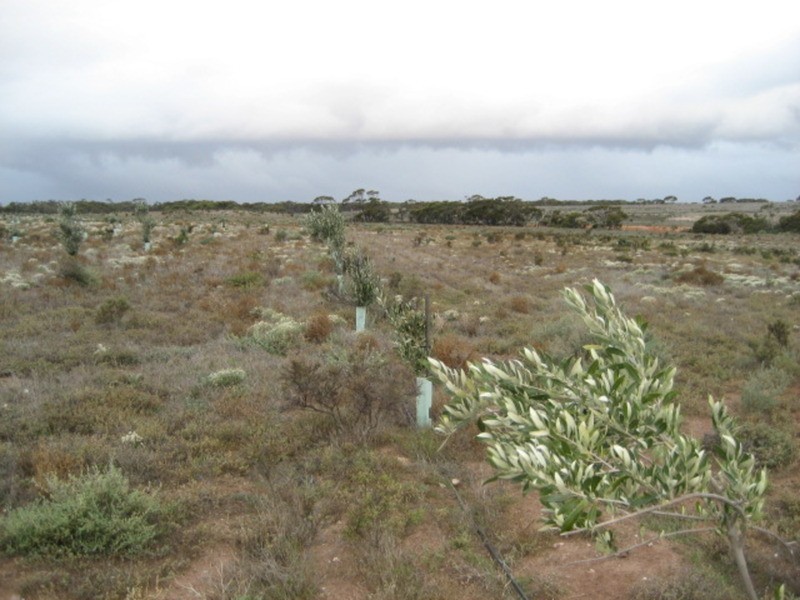 Lot 103 Geranium Plains Road, Robertstown SA 5381