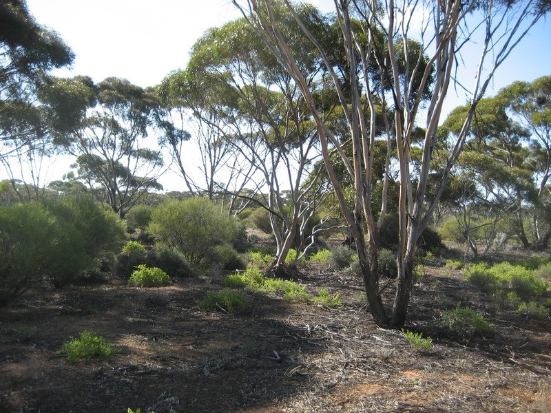 Lot 11 Winter Road, Bower SA 5374