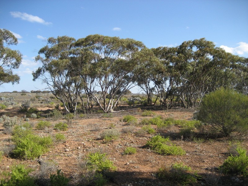 Lot 11 Winter Road, Bower SA 5374